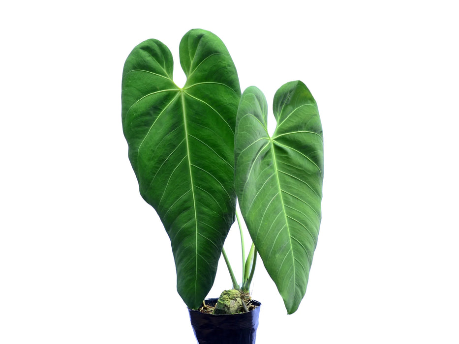 Anthurium cirinoi Velvet