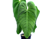 anthurium cirinoi velvet care Anthurium cirinoi Velvet