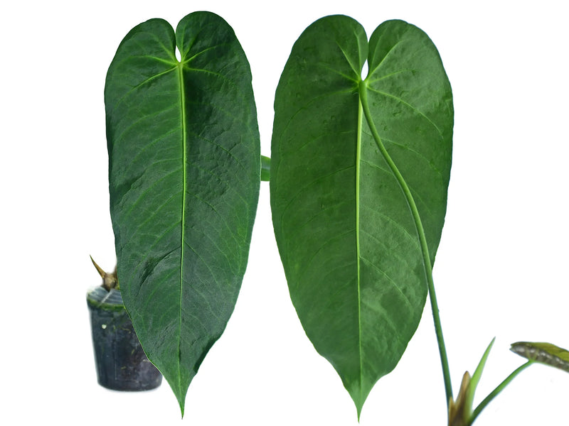 anthurium cirinoi care Anthurium cirinoi Velvet