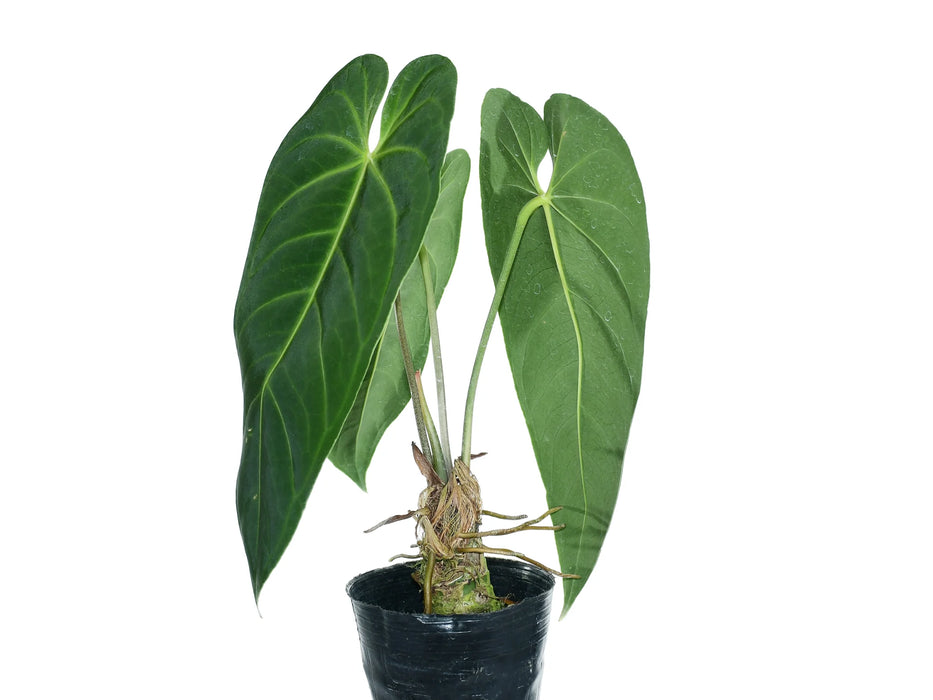 Anthurium cirinoi Velvet