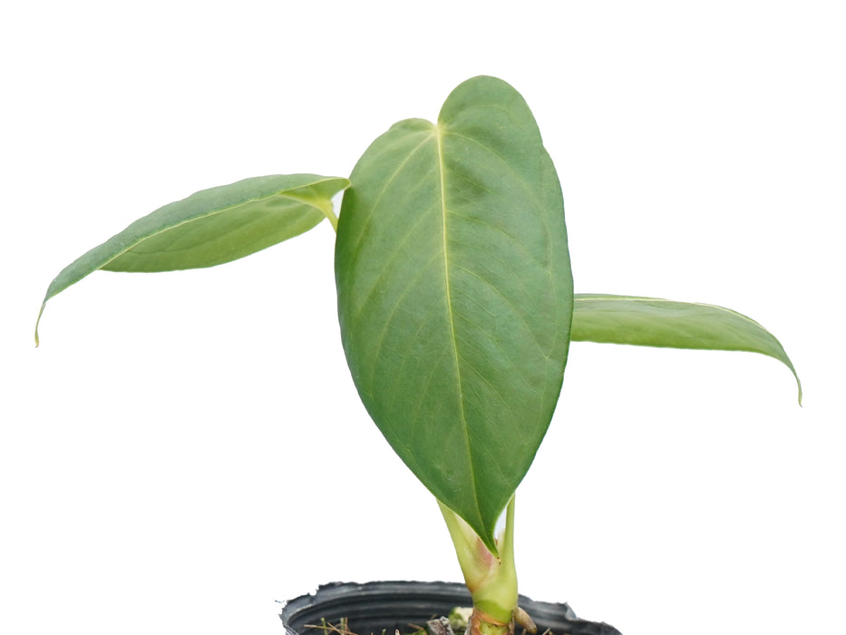 Anthurium cirinoi 'Agapornis' (seedling)