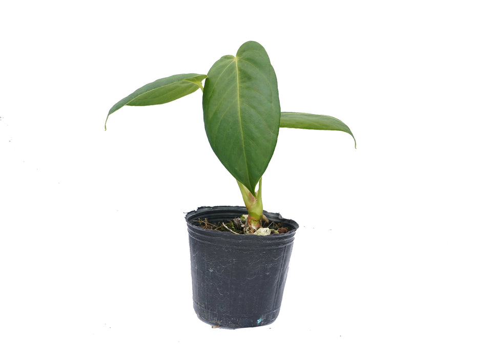 Anthurium cirinoi 'Agapornis' (seedling)