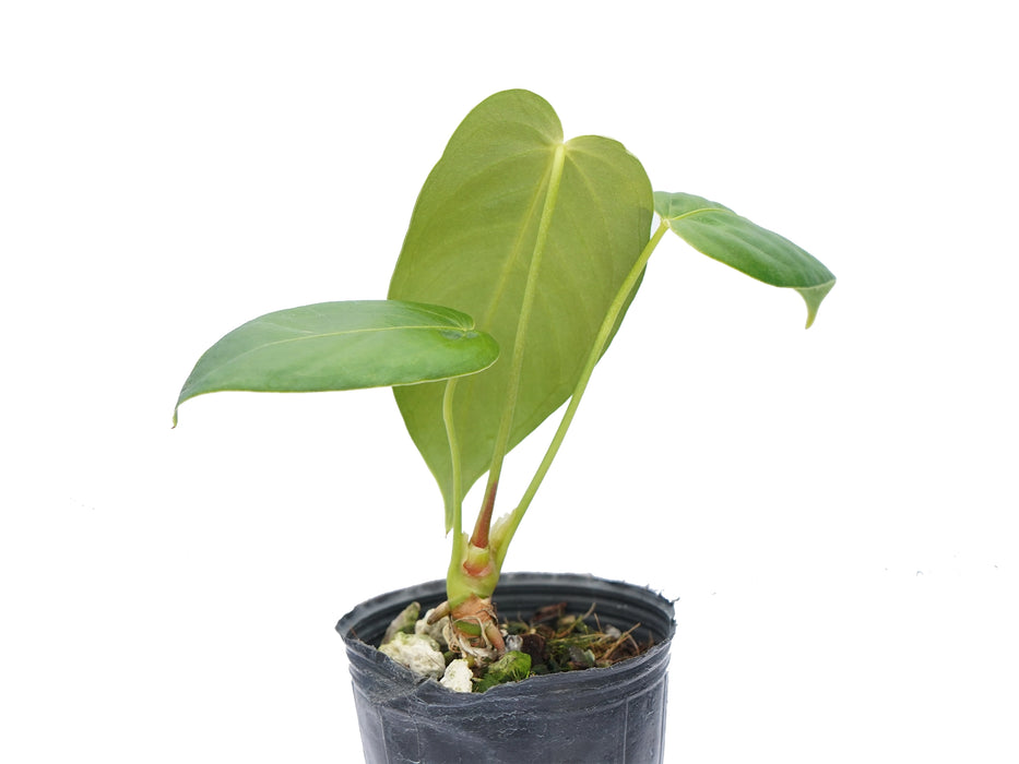 Anthurium cirinoi 'Agapornis' (seedling)