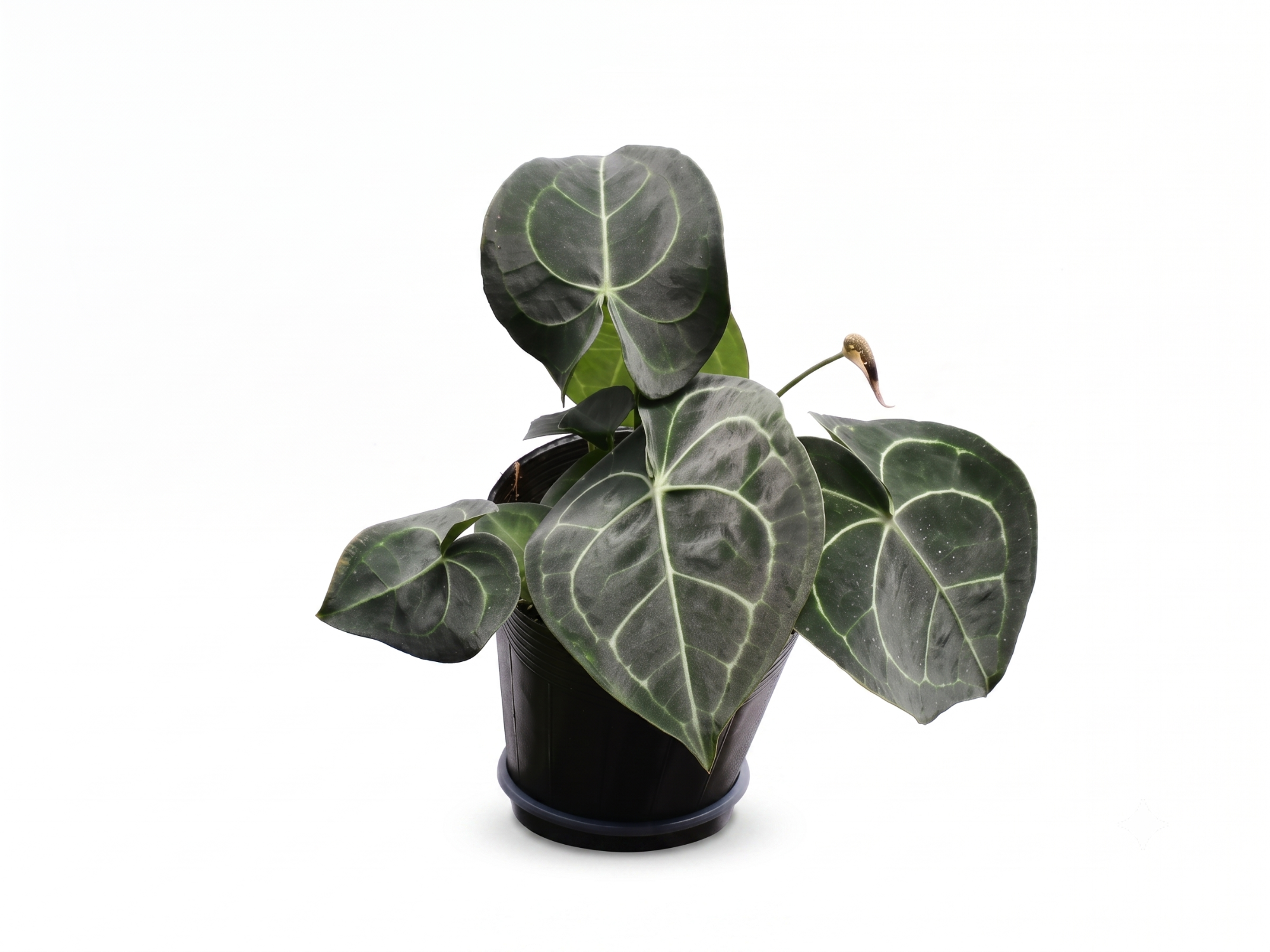 Anthurium clarinervium x Anthurium Delta Force