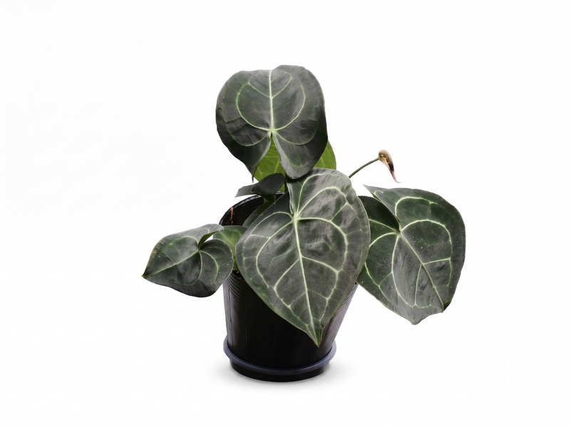 Anthurium clarinervium x Anthurium Delta Force
