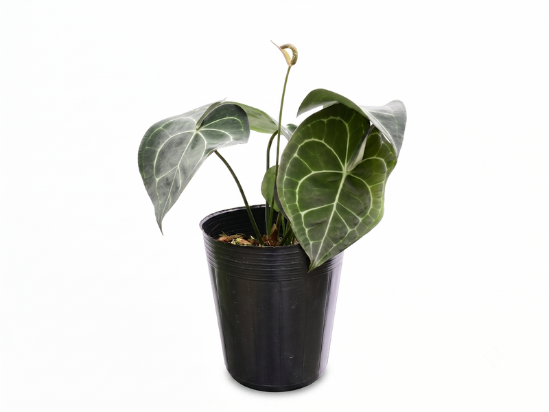 Anthurium clarinervium x Anthurium Delta Force