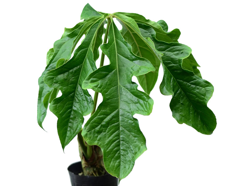anthurium clavigerum care Anthurium clavigerum