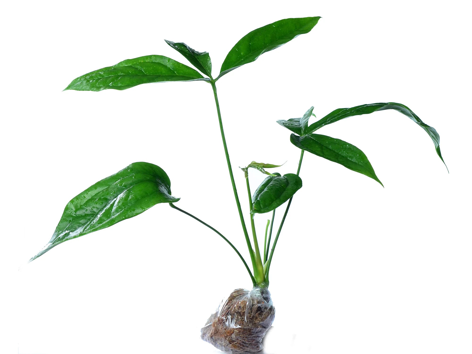 Anthurium clavigerum (medium)