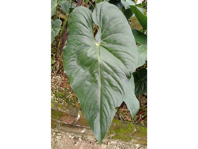 Anthurium corallinum 'Gigi'