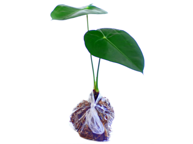 anthurium cordifolium Anthurium corallinum — Ecuagenera Orquídeas del Ecuador