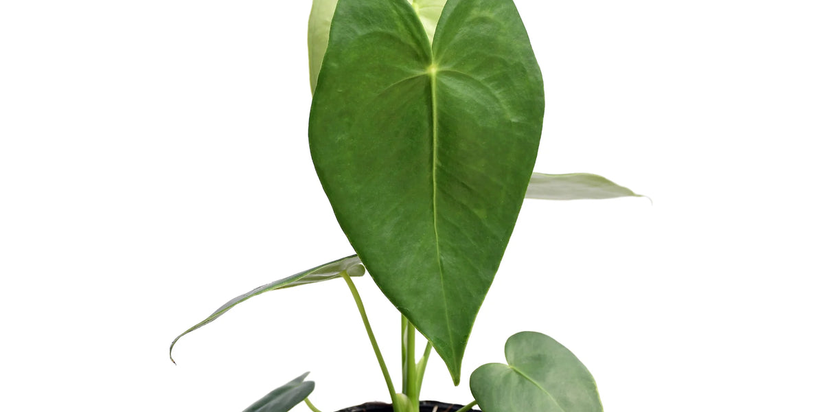 anthurium corallinum Anthurium corallinum