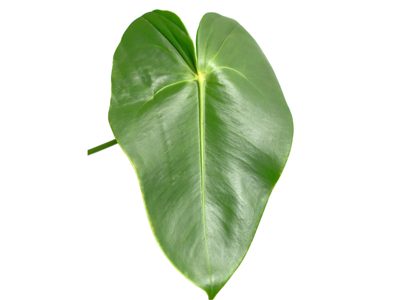 heartleaf anthurium Anthurium corallinum — Ecuagenera Orquídeas del Ecuador