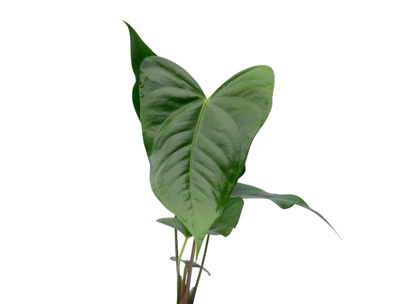 coral anthurium Anthurium Black Coral Gigi – Warm Hybrid Anthurium — Ecuagenera Orquídeas del Ecuador