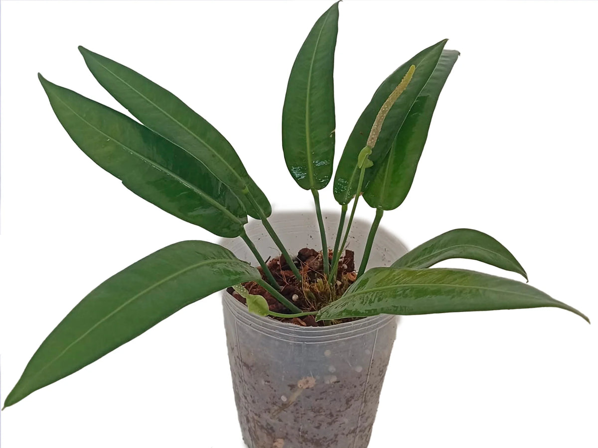 anthurium coriaceum Anthurium coriaceum 6
