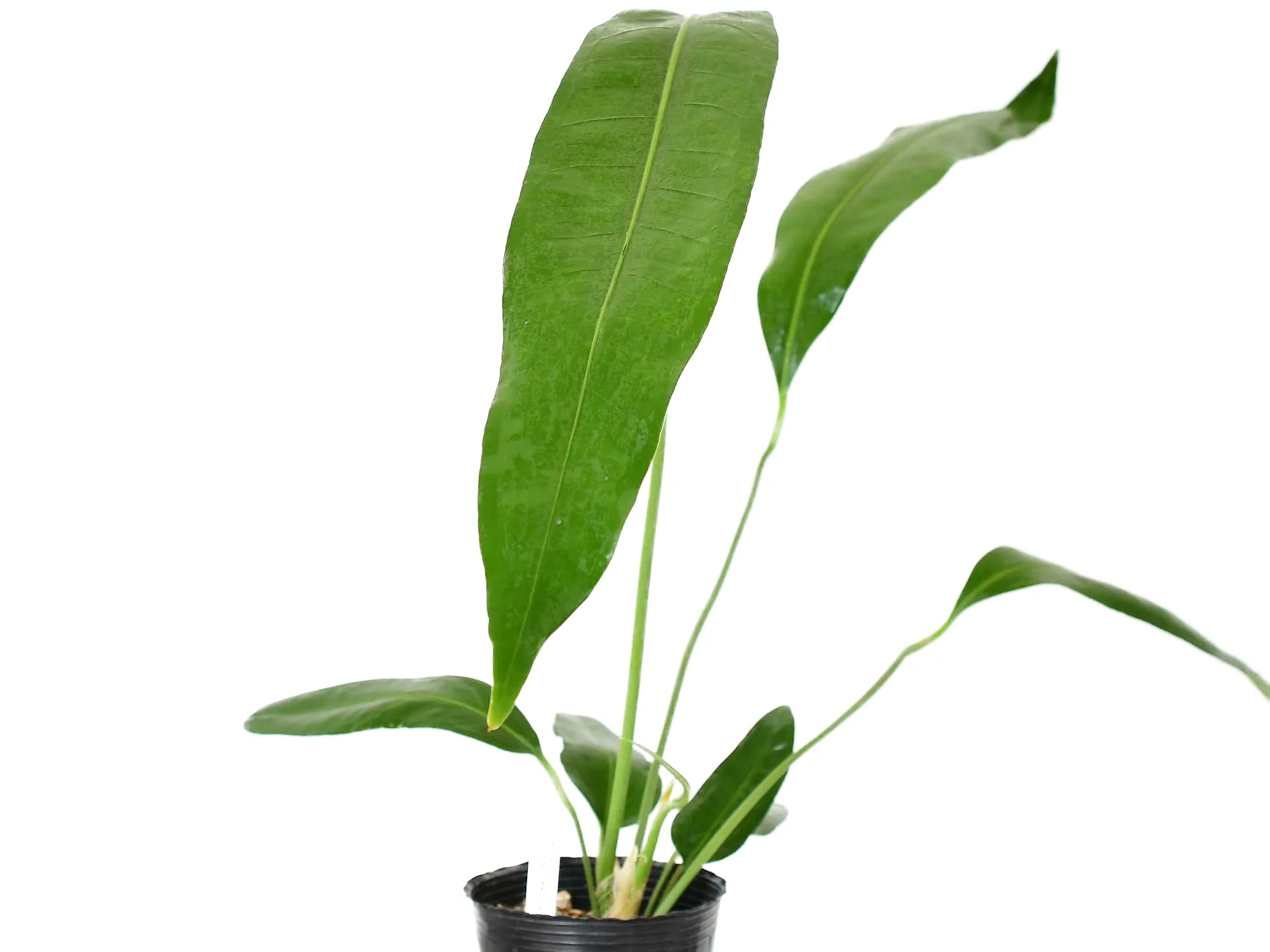 Anthurium coriaceum San Juan — Ecuagenera Orquídeas del Ecuador