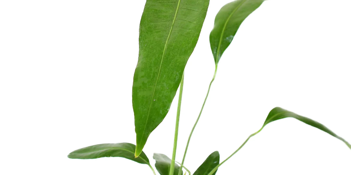 anthurium coriaceum san juan Anthurium coriaceum San Juan