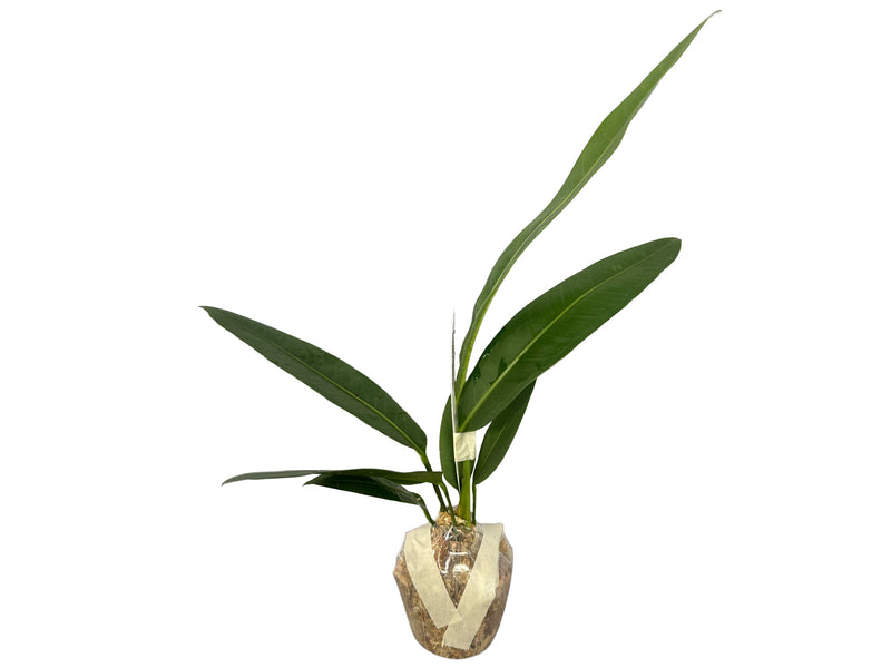 anthurium coriaceum san juan Anthurium coriaceum San Juan