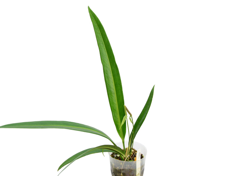 Anthurium coriaceum aff