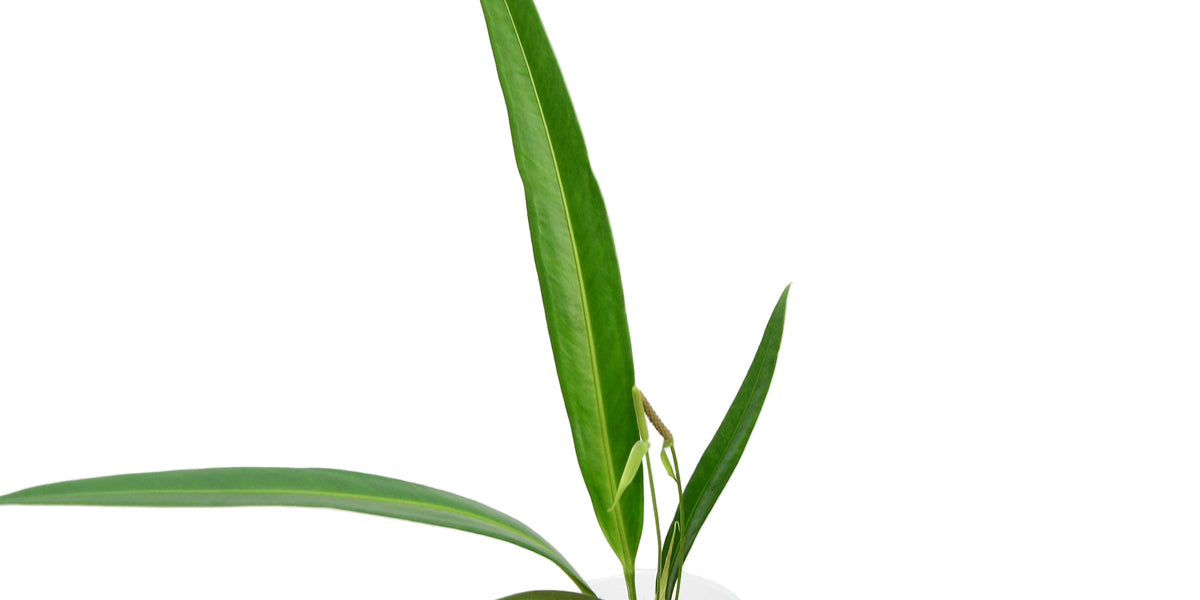 anthurium coriaceum for sale Anthurium coriaceum aff — Ecuagenera Orquídeas del Ecuador