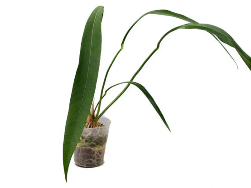 Anthurium coriaceum velvety