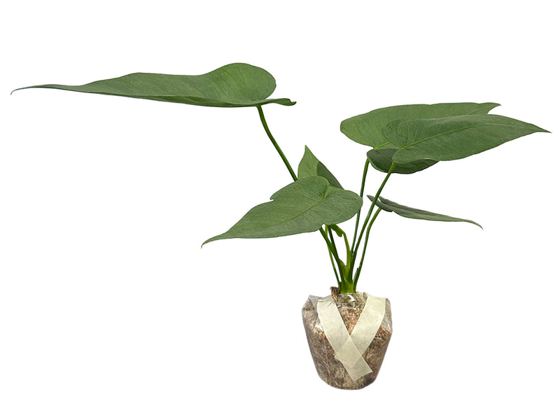 Anthurium coriaceum velvety