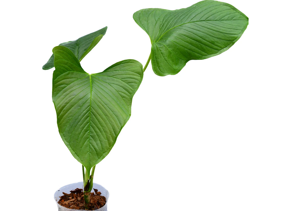 Anthurium cornejoi