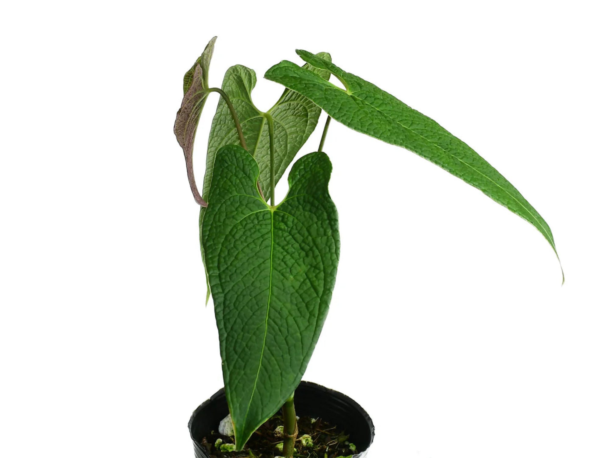anthurium corrugatum for sale Anthurium corrugatum 'Rude'