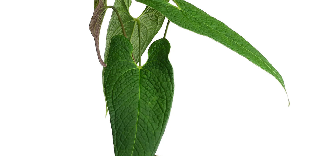 Anthurium corrugatum 'Rude' — Ecuagenera Orquídeas del Ecuador