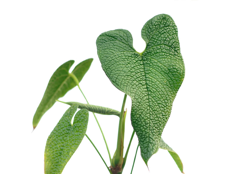 anthurium corms Anthurium corrugatum — Ecuagenera Orquídeas del Ecuador