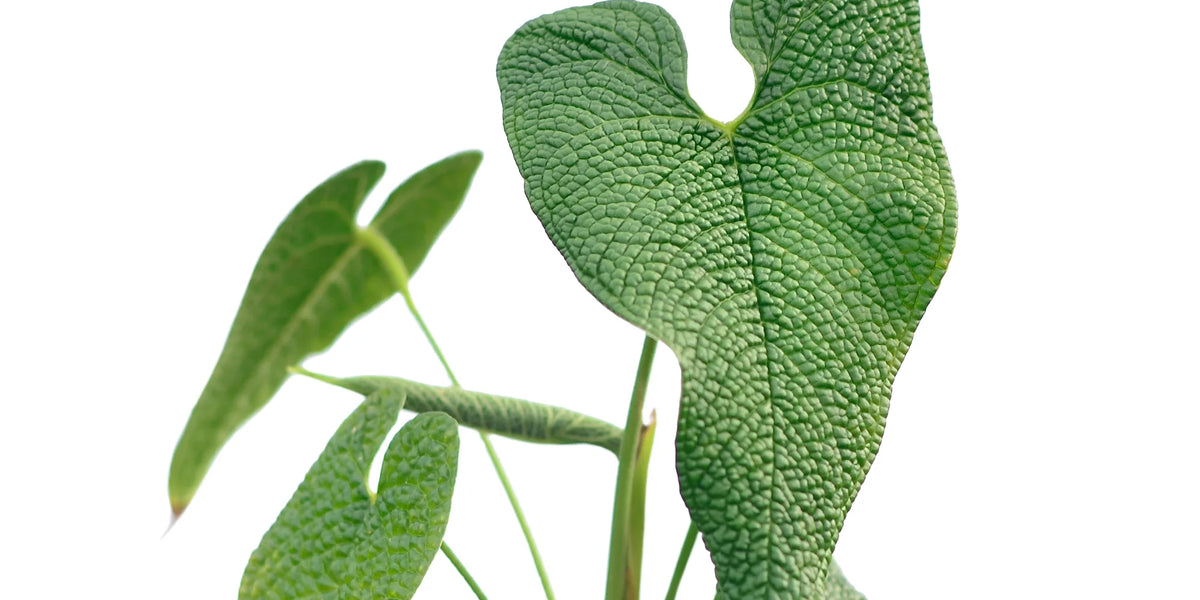 philodendron corrugatum Anthurium corrugatum