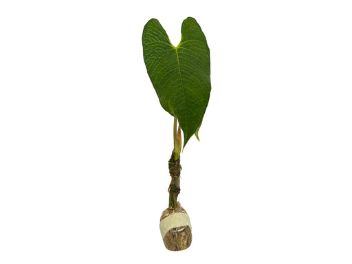 anthurium corrugatum care Anthurium corrugatum 'Rude' — Ecuagenera Orquídeas del Ecuador