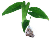 anthurium corrugatum for sale Anthurium corrugatum