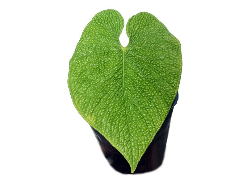 anthurium corrugatum care Anthurium corrugatum — Ecuagenera Orquídeas del Ecuador