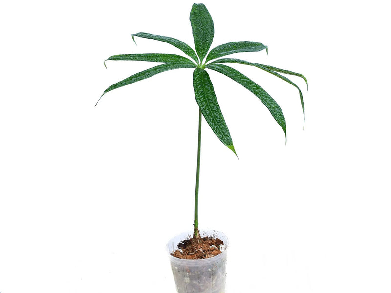 Anthurium croatii 'Corrugado' — Ecuagenera Orquídeas del Ecuador