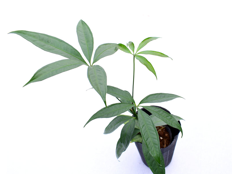 Anthurium croatii 'Ecuagenera'