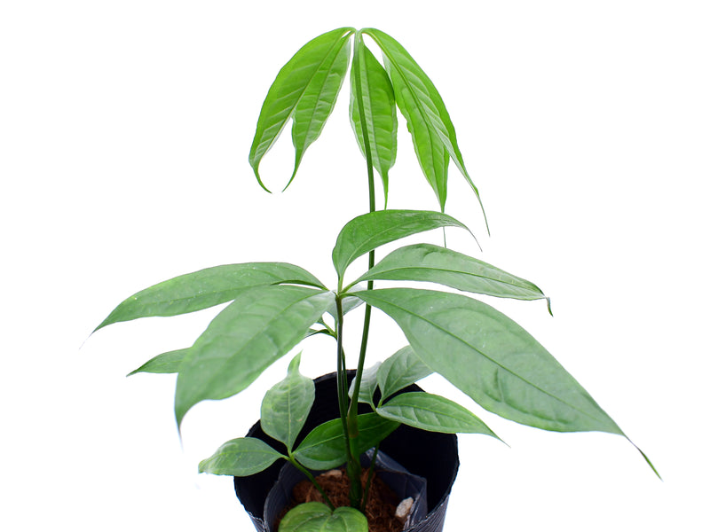 Anthurium croatii 'Ecuagenera'