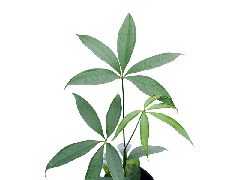 Anthurium croatii 'Ecuagenera'