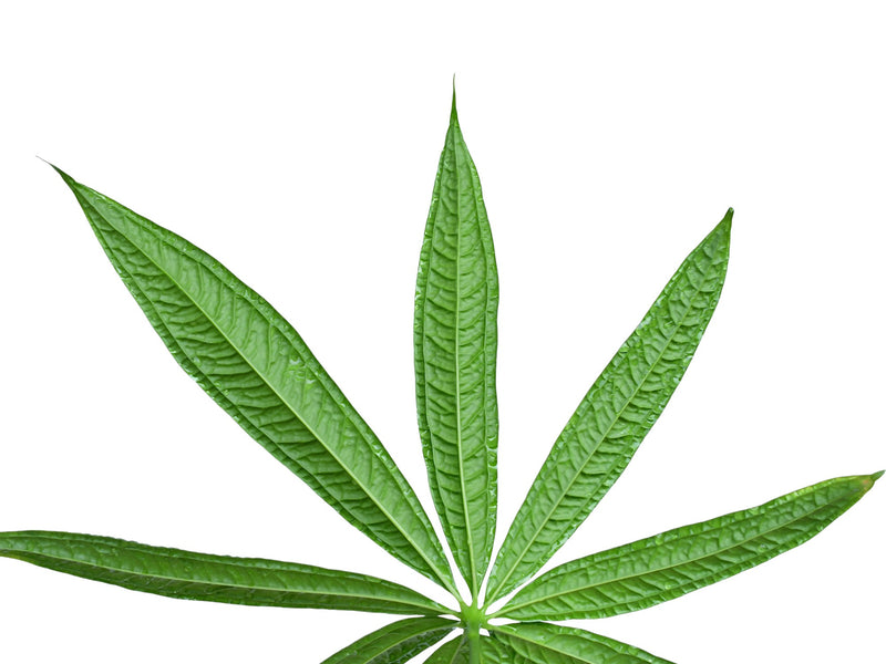 Anthurium croatii 'Corrugado'