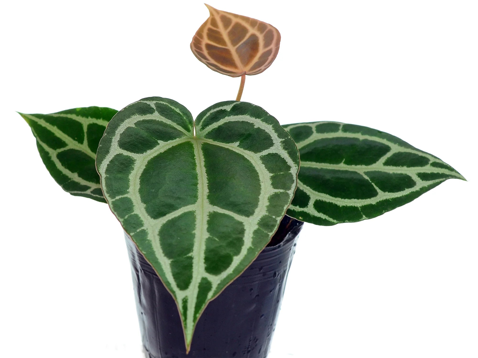 anthurium coin Anthurium crystallinum Silver — Ecuagenera Orquídeas del Ecuador