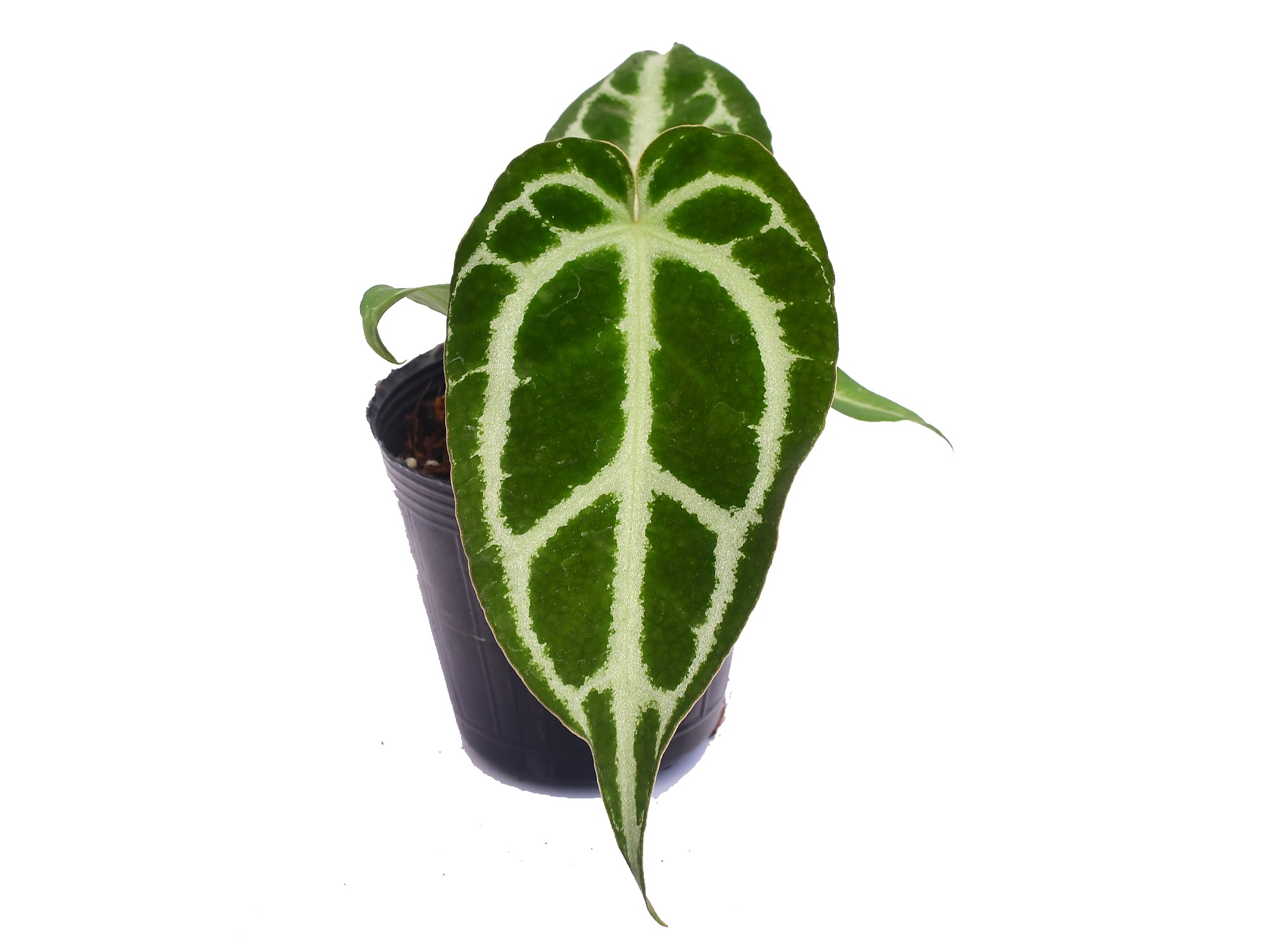 m*w様 Anthurium Crystallinum × SKG Silver Anthurium crystallinum Silver seedling — Ecuagenera Orquídeas del