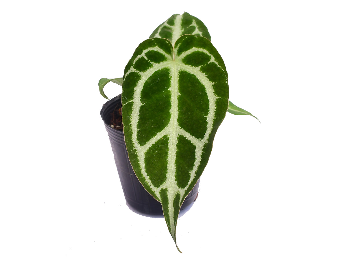 anthurium crystallinum silver Anthurium crystallinum Silver seedling