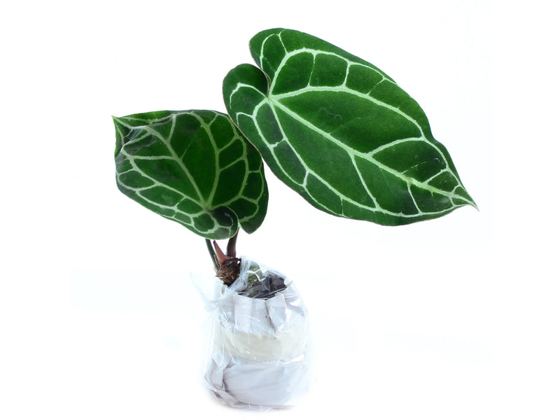 anthurium crystallinum for sale Anthurium crystallinum — Ecuagenera Orquídeas del Ecuador