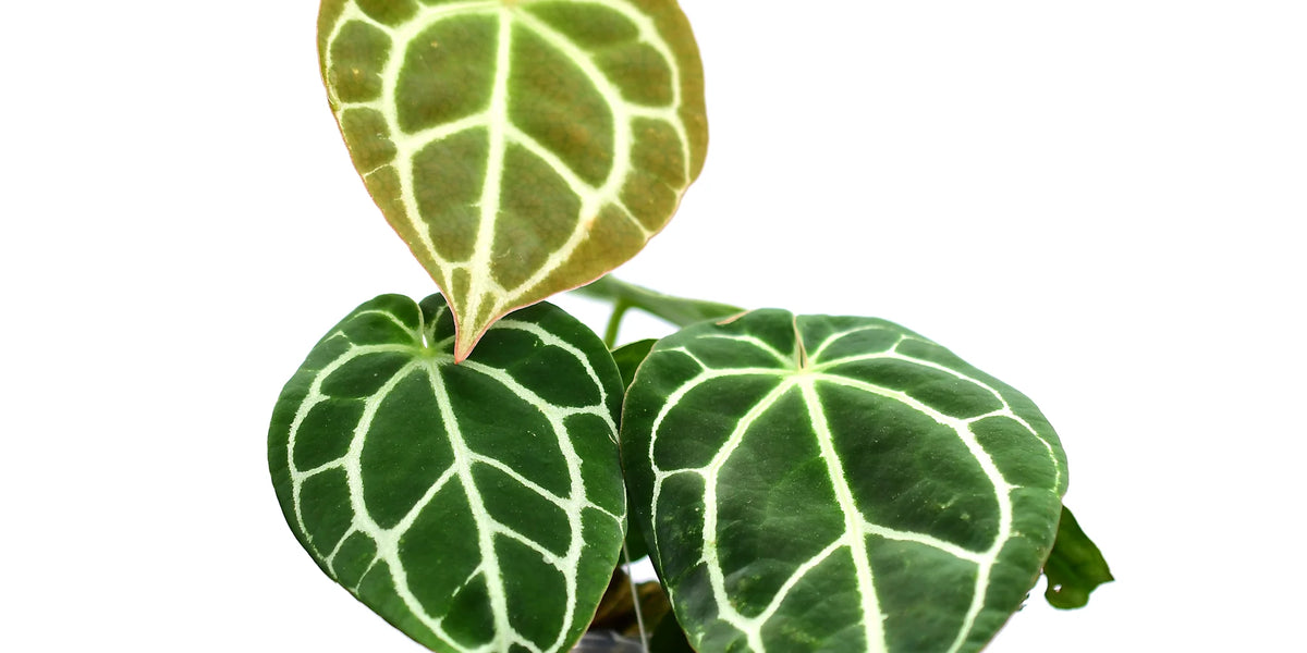 Anthurium crystallinum — Ecuagenera Orquídeas del Ecuador