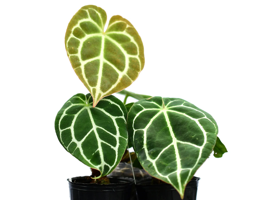 Anthurium crystallinum