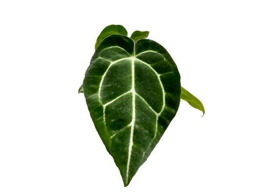 anthurium crystallinum seedling Anthurium crystallinum seedling — Ecuagenera Orquídeas del Ecuador