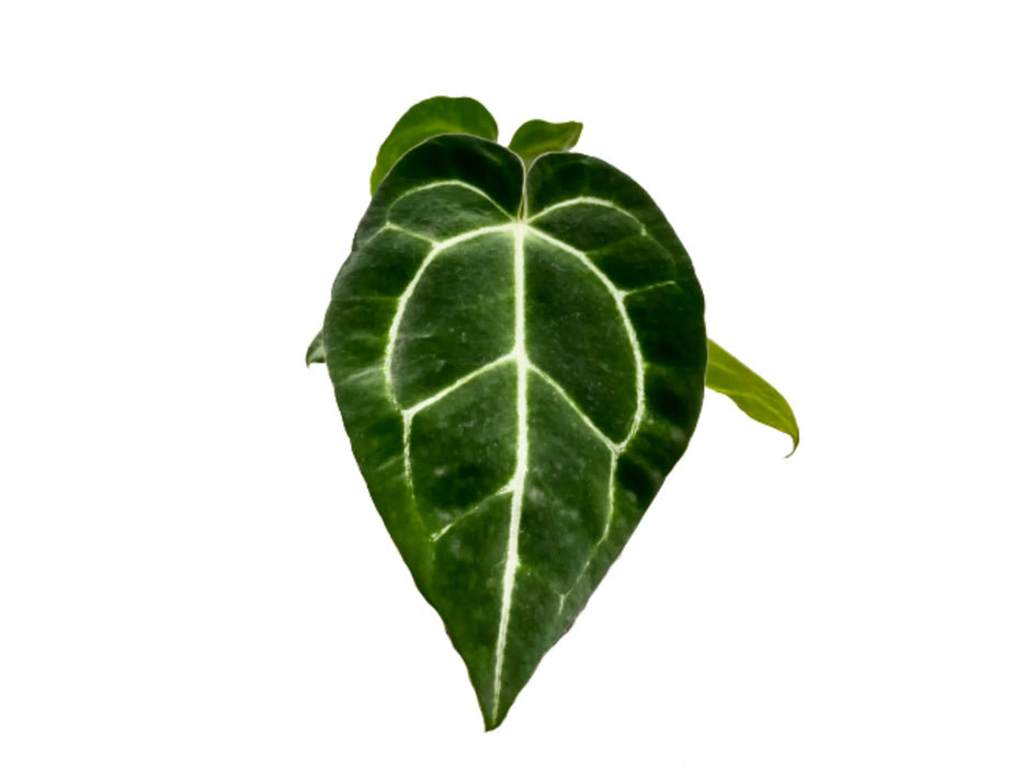 Anthurium crystallinum seedling