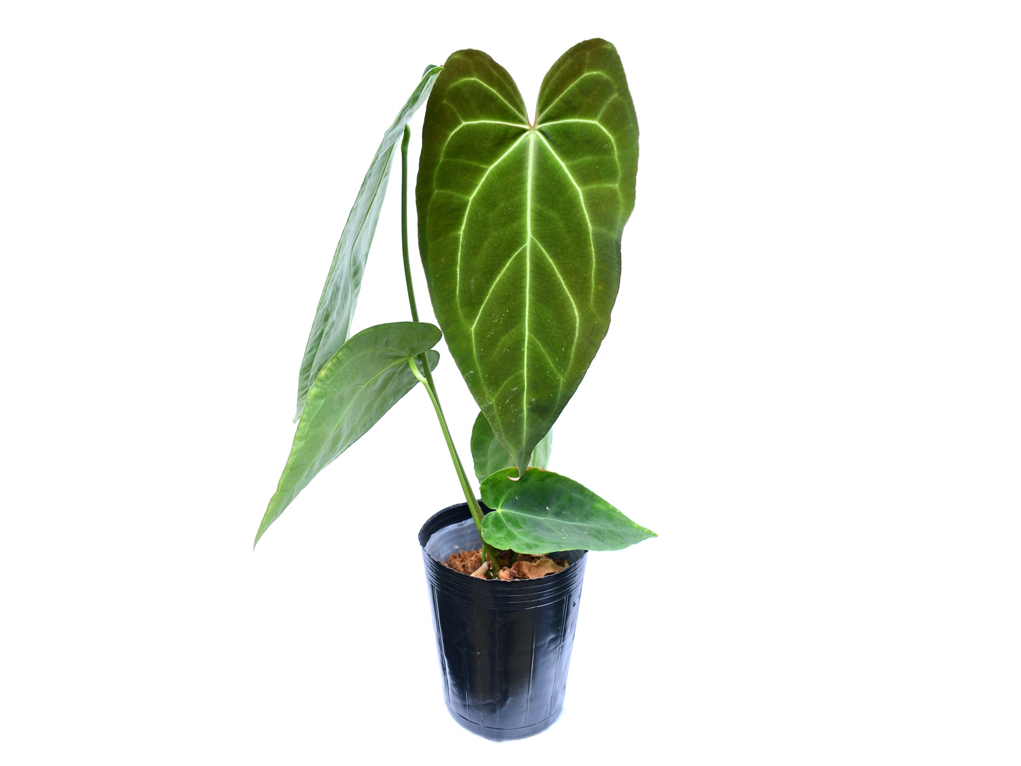 Anthurium crystallinum x Anthurium Lavinia 'Inverse crossing'