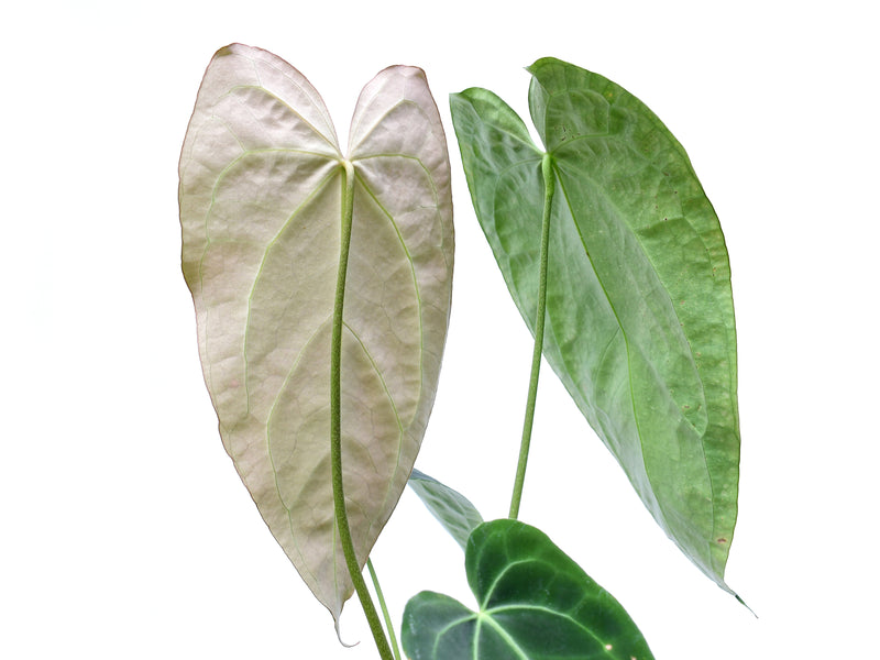 Anthurium crystallinum x Anthurium Lavinia 'Inverse crossing'