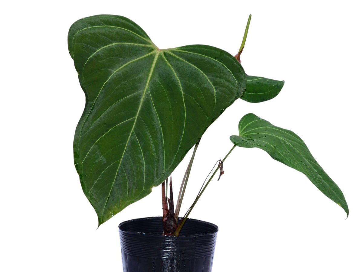 Anthurium Dragon Soul — Ecuagenera Orquídeas del Ecuador