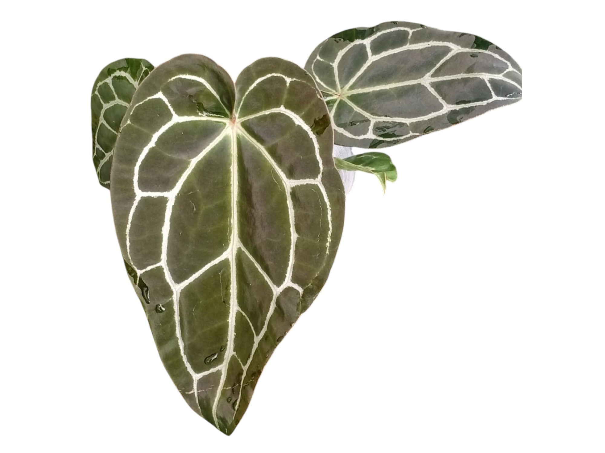Anthurium crystallinum x Anthurium Ecuagenera Jewel